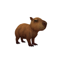 Capybara_Pet